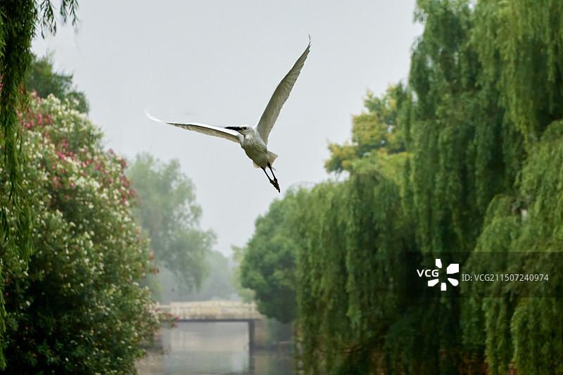 河面上展翅飞翔的白鹭图片素材