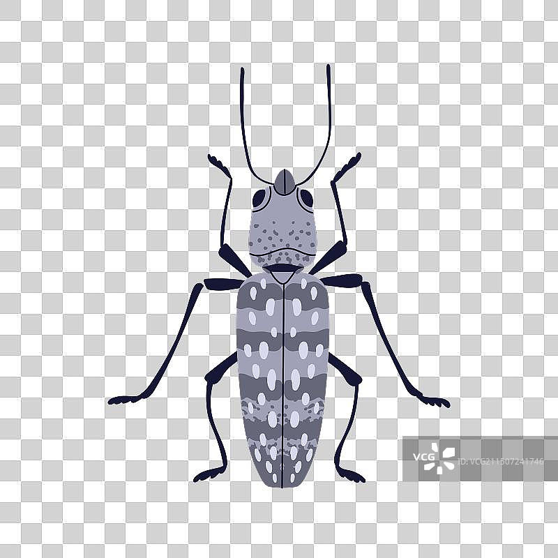 带斑点的东方叩头虫图片素材