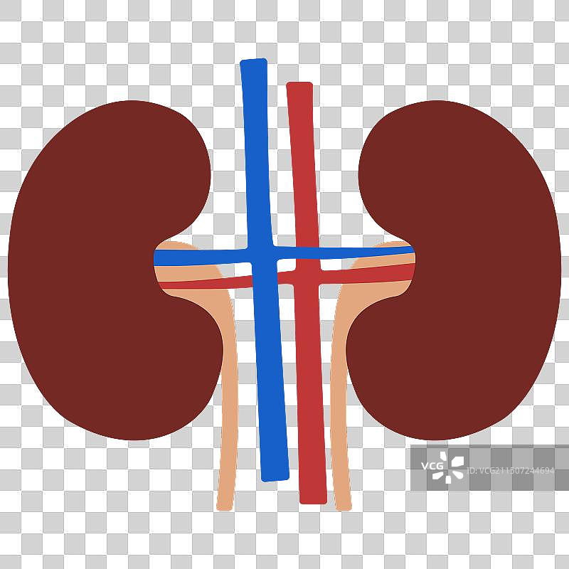 肾脏图片素材