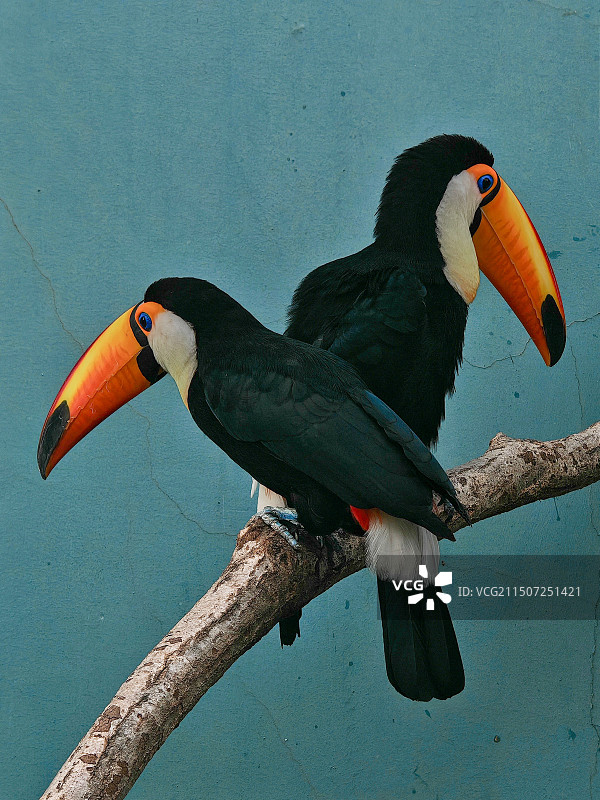 两只巨嘴鸟一左一右站在树梢上，仿佛左右开弓的箭手，警觉的盯着周遭的一切图片素材