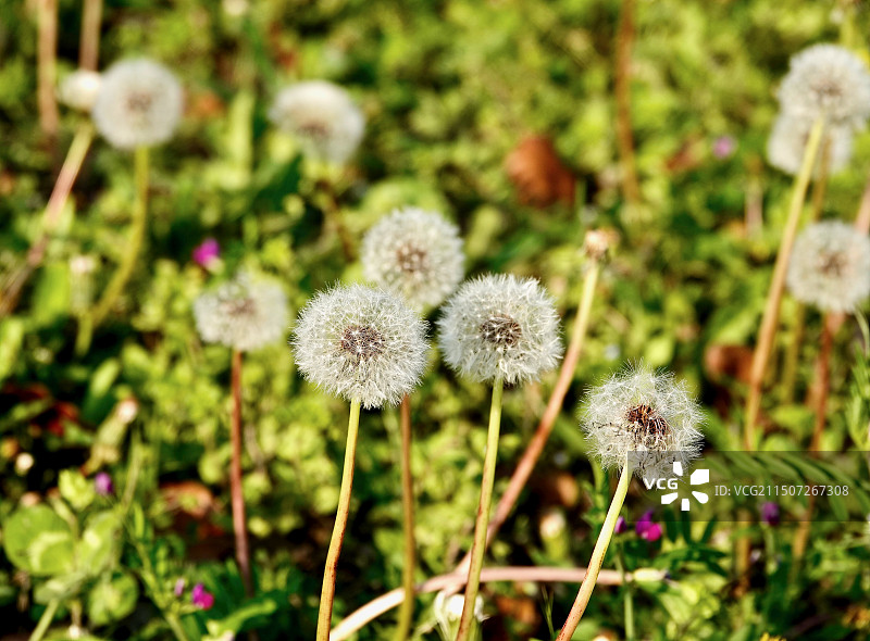 小小蒲公英图片素材
