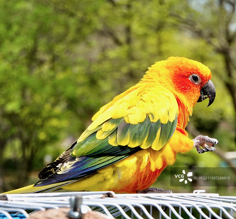 一只金刚鹦鹉图片素材