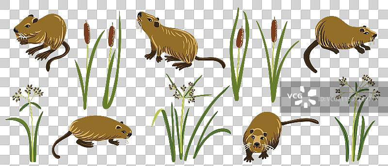 河狸鼠绘画图片素材