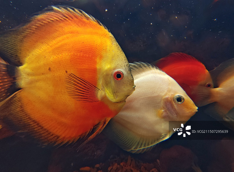 神仙鱼图片素材