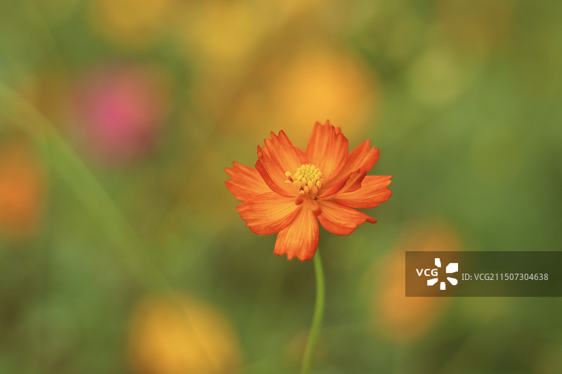 盛开的波斯菊特写图片素材