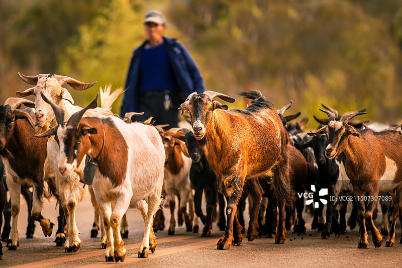 中国云南省昆明市嵩明县乡村公路上的羊群图片素材