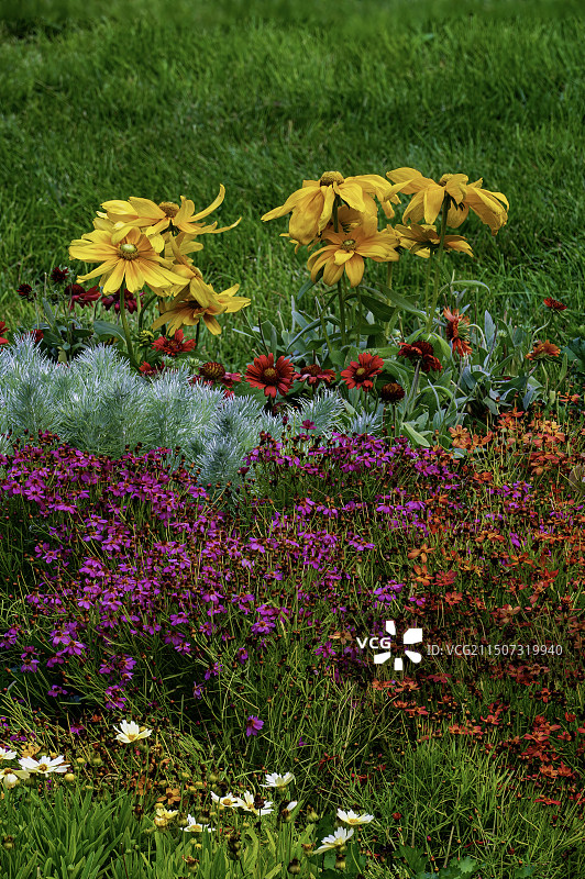 小花丛图片素材