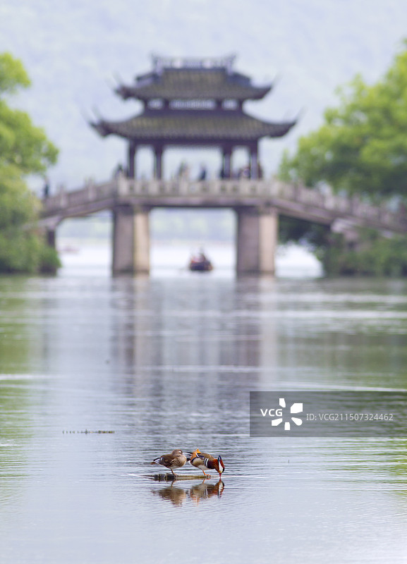 西湖 曲院风荷 玉带桥图片素材