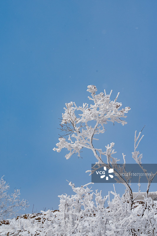 白草畔雾凇图片素材