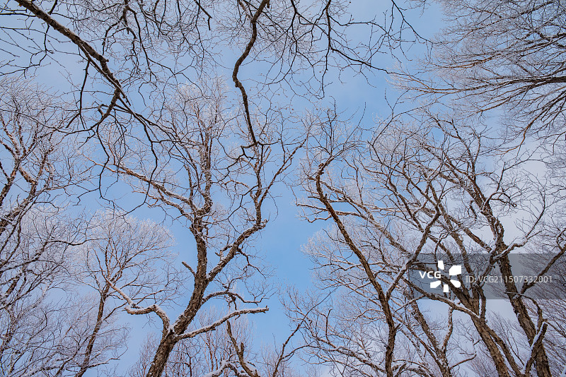 白草畔雾凇图片素材