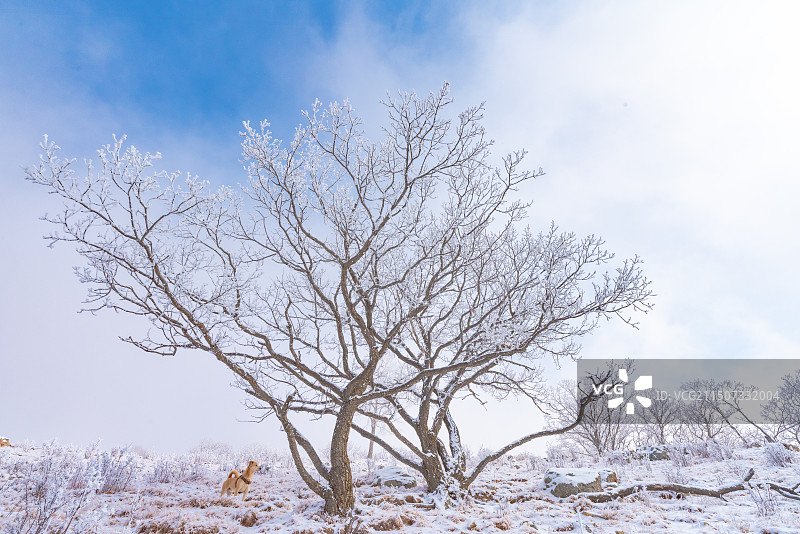 白草畔雾凇图片素材
