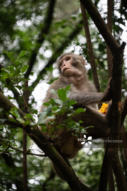 鸡足山上的猕猴图片素材