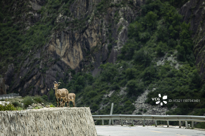雅鲁藏布江河谷边的岩羊图片素材