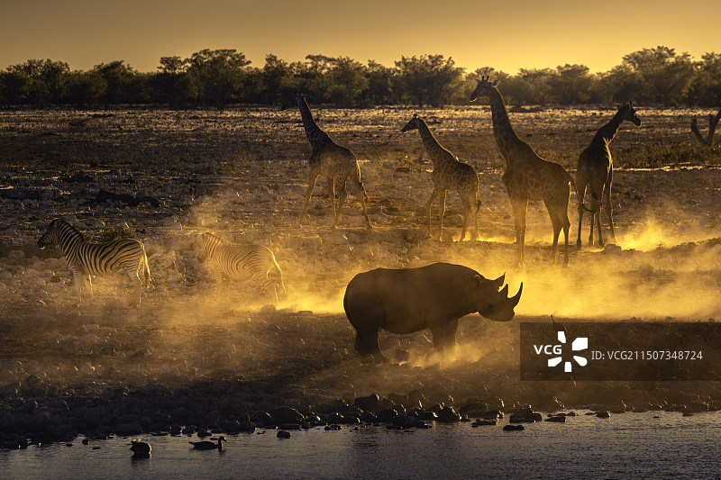 纳米比亚 野生动物图片素材