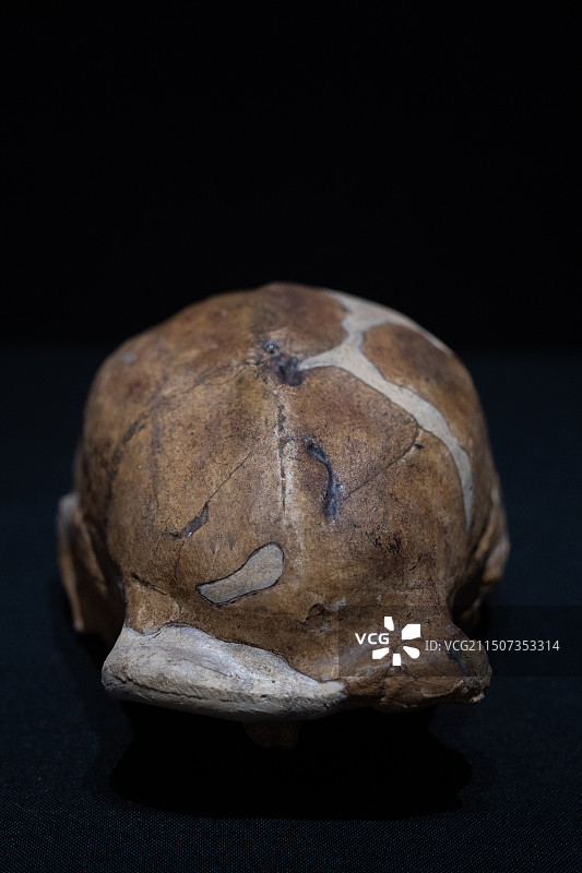 北京人Ⅺ号头盖骨模型图片素材