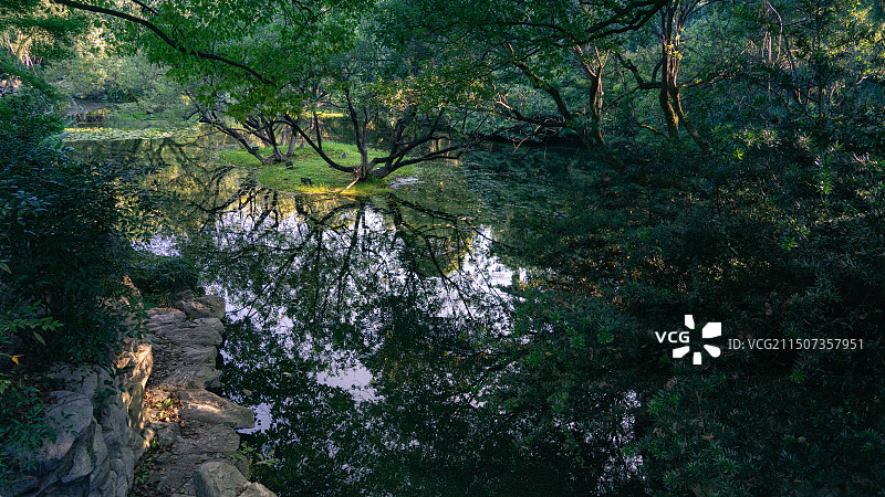 夏季西湖柳浪闻莺绿树与河流图片素材