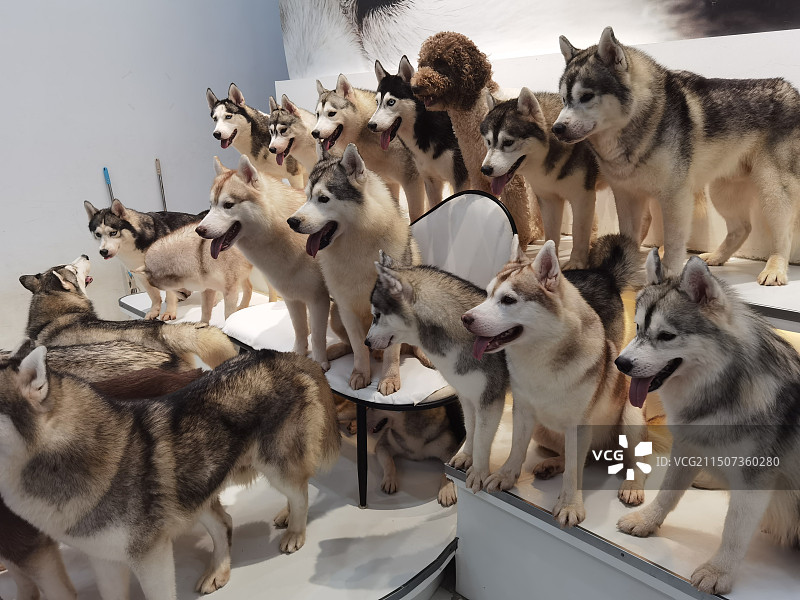 哈士奇图片素材