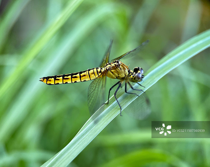 黄蜻蜓图片素材