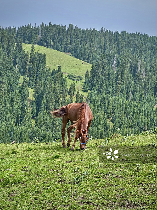 草原上的马图片素材