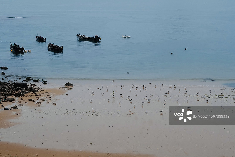 青岛崂山流清河沙滩上的海鸟与海面上的渔船图片素材