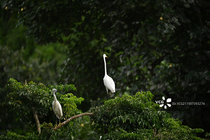 东莞香市动物园图片素材