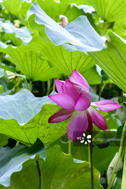 夏天广西大学内粉色荷花盛开图片素材