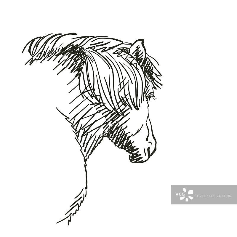 手绘马头后视图草图图片素材