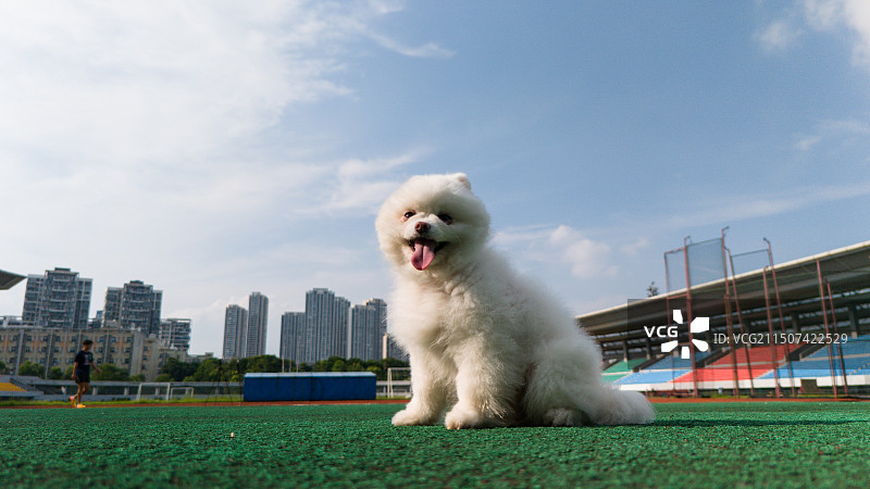 博美狗在操场坐着图片素材
