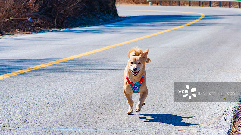 开心的小狗图片素材