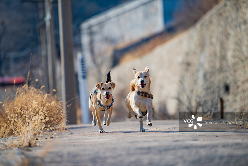 两只小狗图片素材