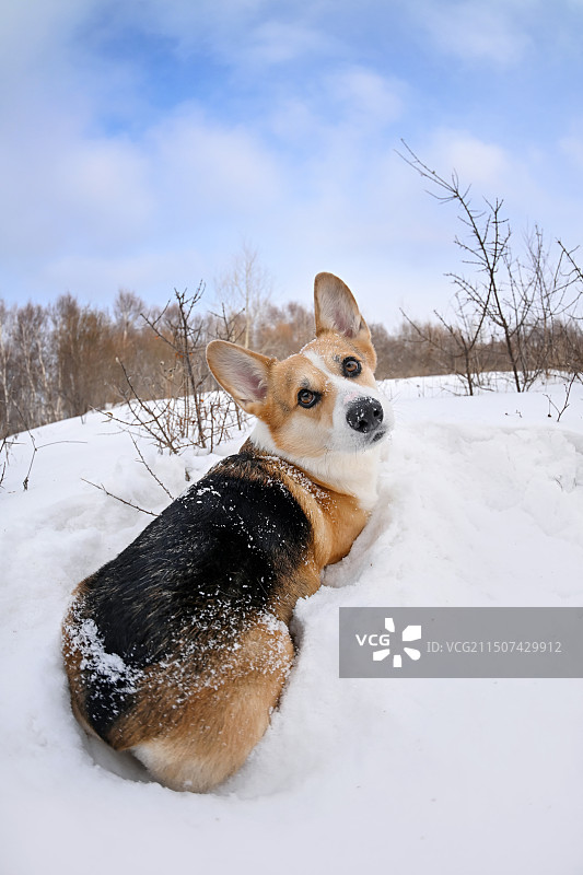 雪地里的威尔士柯基犬图片素材