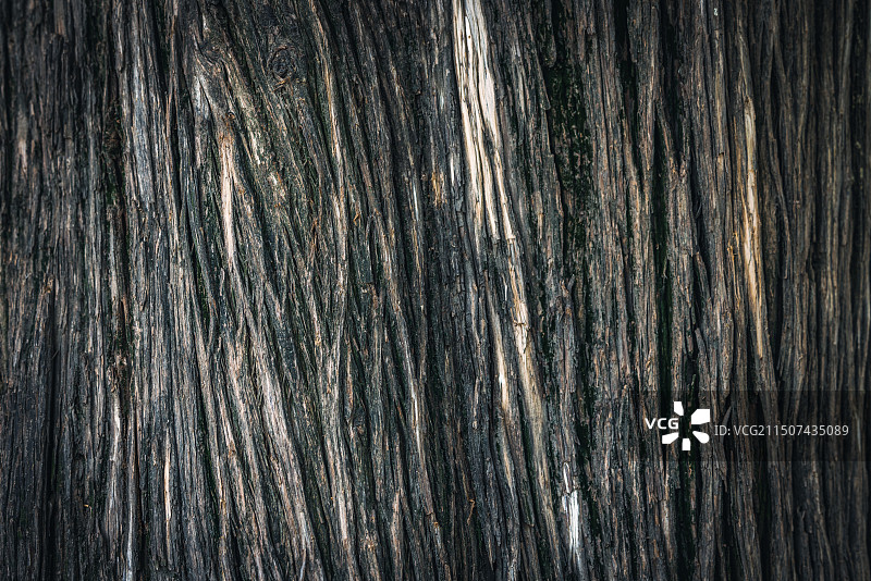 古树肌理图片素材