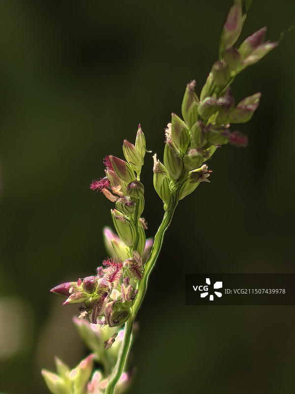 鸭茅草花图片素材