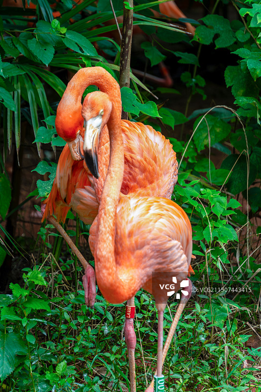 南京红山森林动物园的动物们图片素材