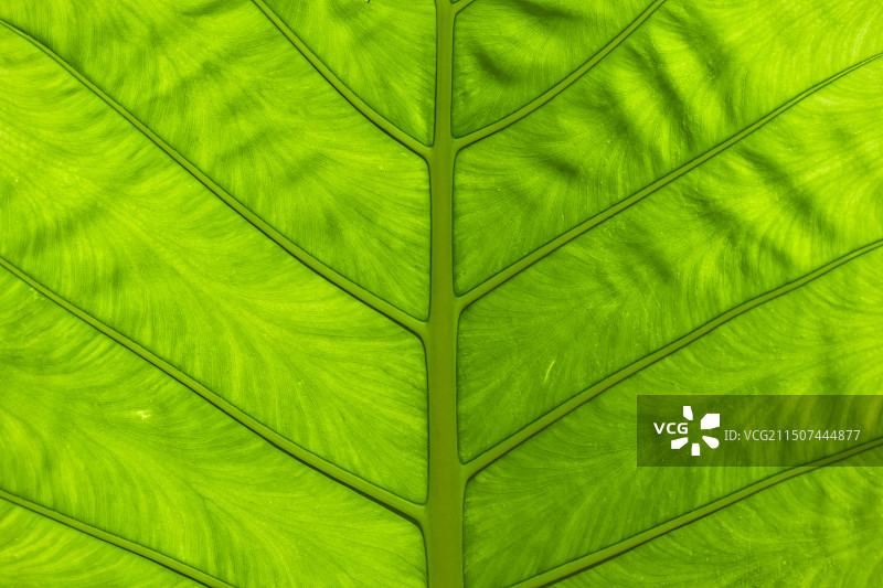 叶子纹理图片素材