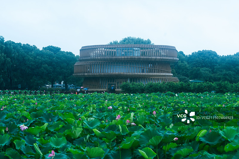 雨中的荷塘月色公园图片素材