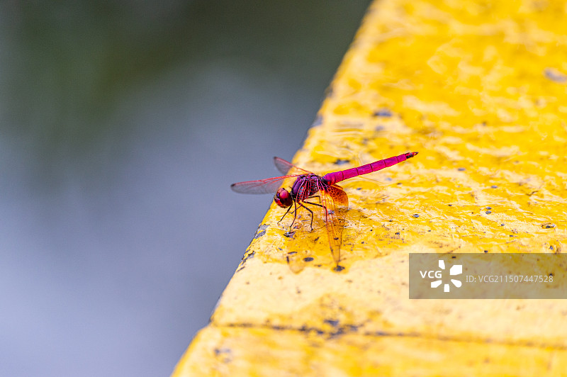 红蜻蜓图片素材