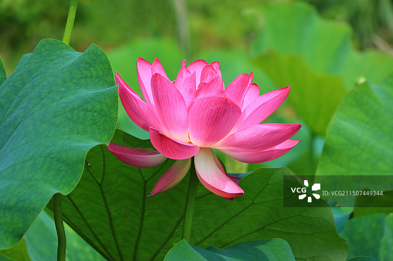 夏天的荷花，让人感觉凉爽图片素材