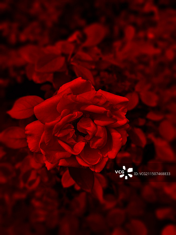 盛夏之焰图片素材