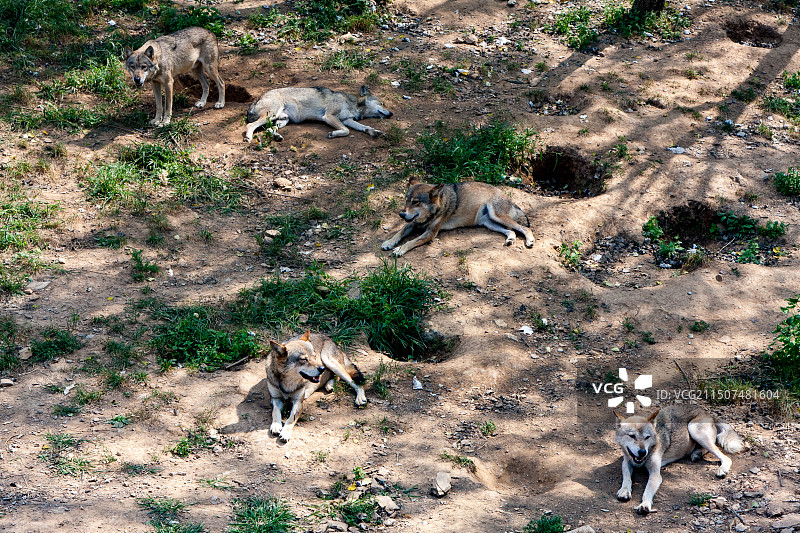 大连森林动物园的狼群图片素材