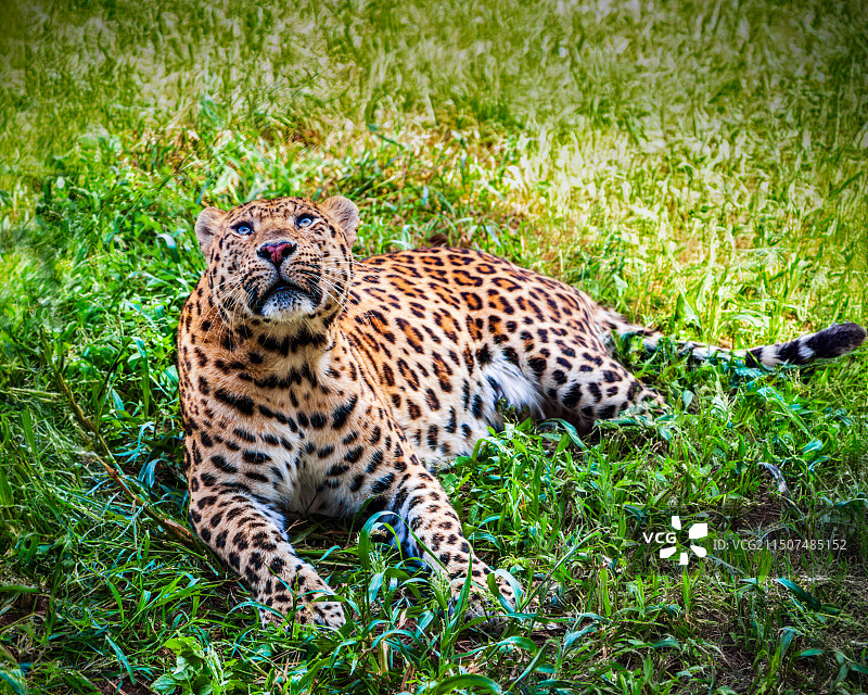 大连森林动物园图片素材