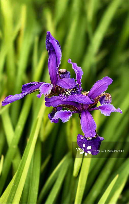 九顶山上的金脉鸢尾图片素材