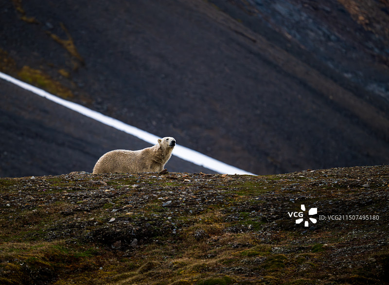 北极熊图片素材