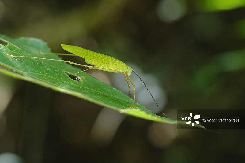 螽斯图片素材