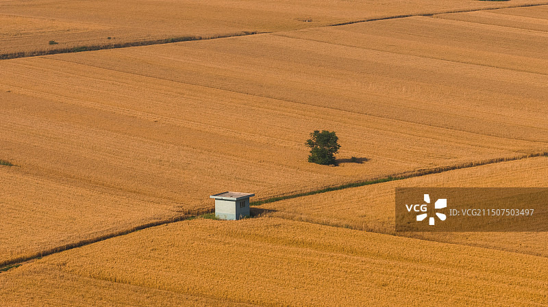 麦田图片素材