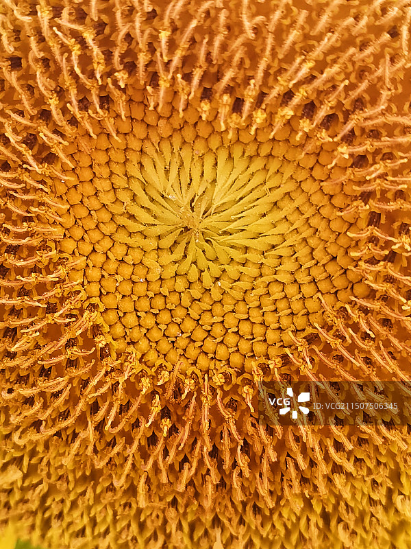 向日葵花特写图片素材