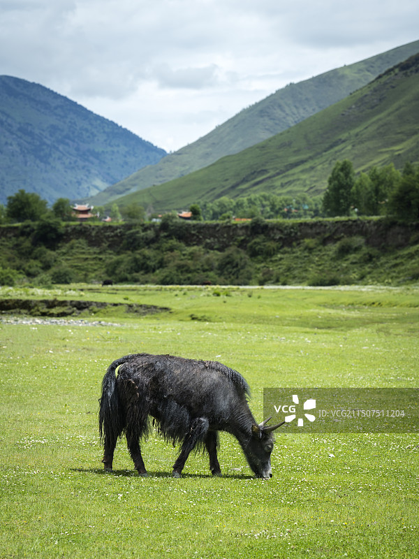 牦牛图片素材