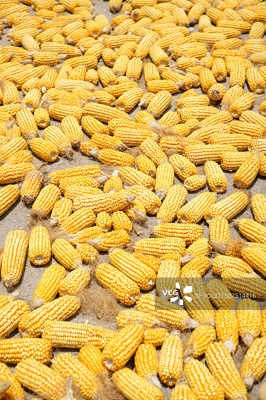 晒玉米的特写图片素材
