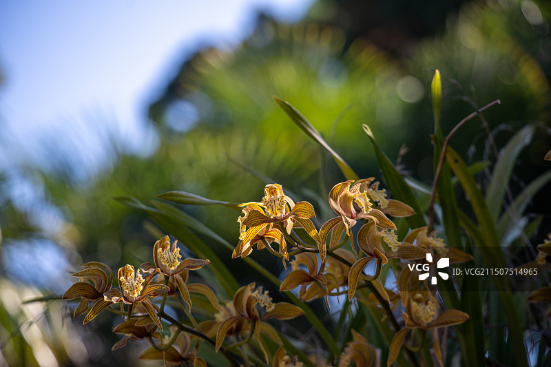 中国云南大理巍山彝族回族自治县蒙阳公园内的兰花图片素材