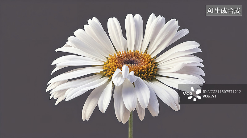 【AI数字艺术】纯净雏菊·清新绽放图片素材